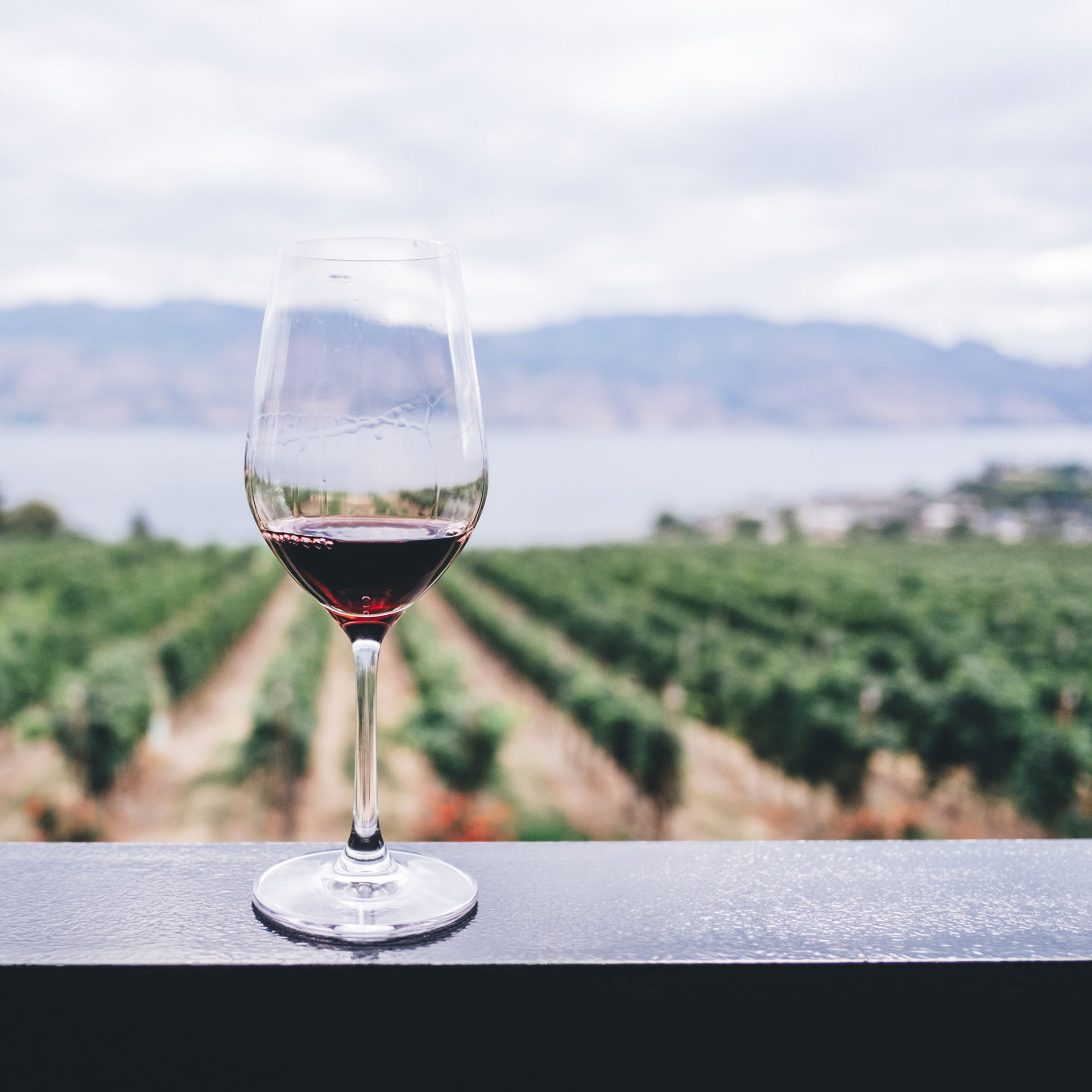 Investitionen in Wein